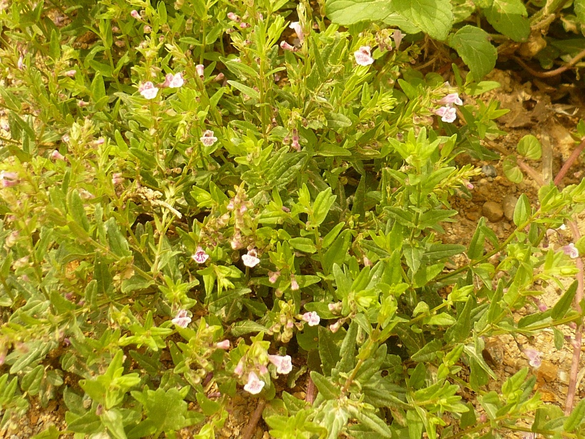 Scutellaria minor (Lamiaceae)